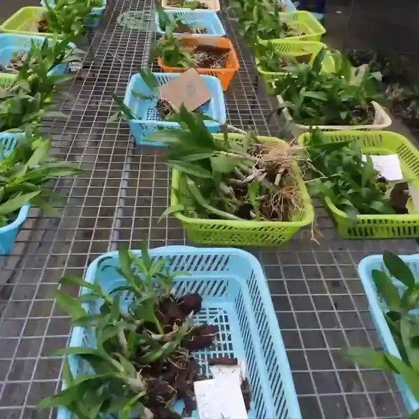 Dendrobium (DM-053) - Image 2