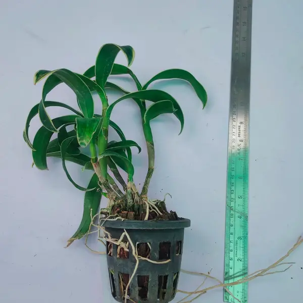 Dendrobium Variegated Green Blooming Stage