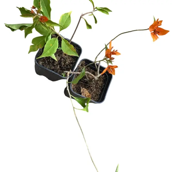 Bougainvillea Fire Opal