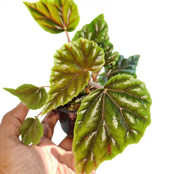 Begonia Metallica