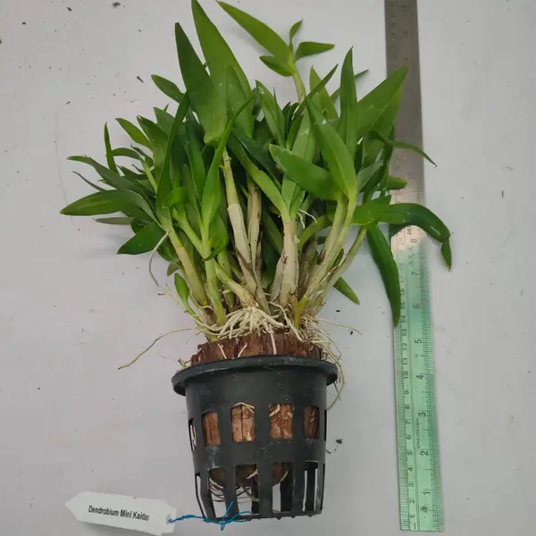 Dendrobium Yaya Compactum Miniature - Seedlings - Image 2