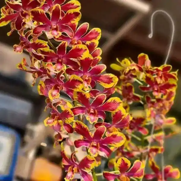 Dendrobium Bangkok Splash Blooming Stage