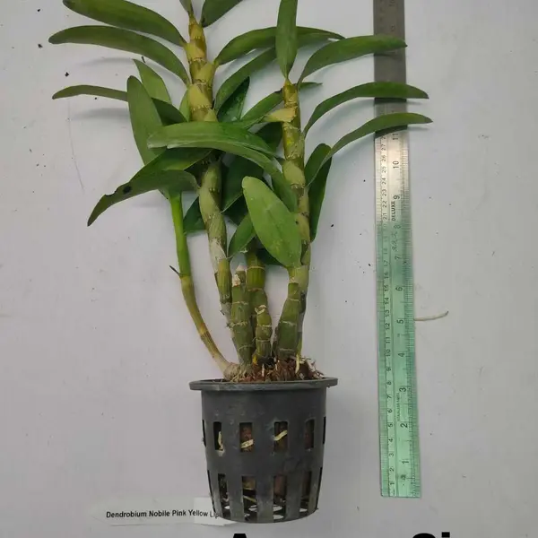Dendrobium Nobile Pink Yellow Lip Blooming stage
