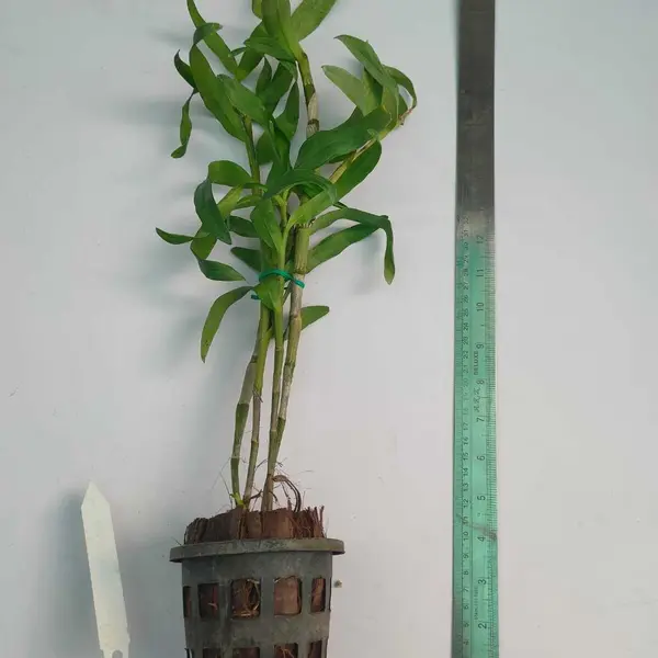 Dendrobium Nobile Nappori Blooming Stage