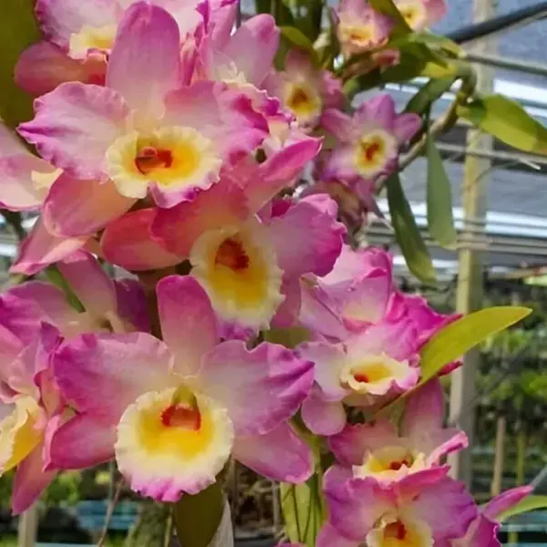 Dendrobium Nobile Pink Yellow Lip Blooming stage