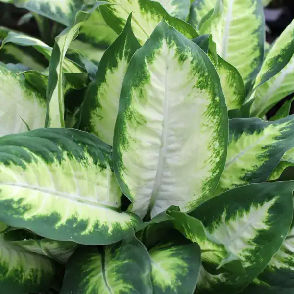 Dieffenbachia Maculata Camille