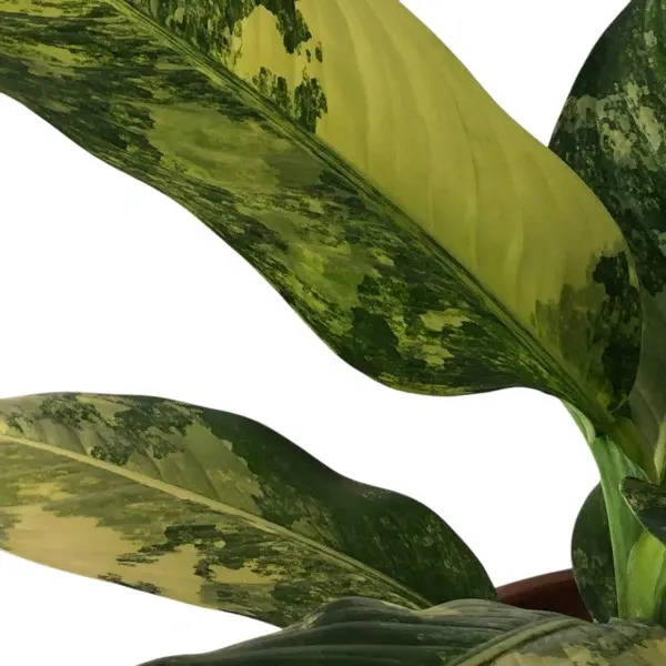 Dieffenbachia Big Ben Variegated