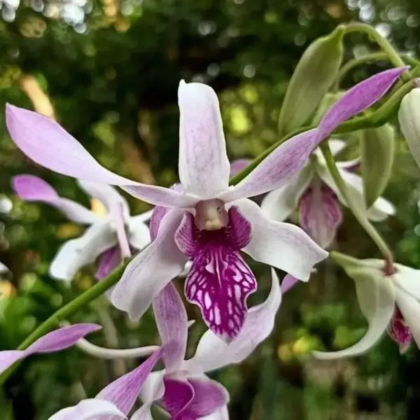 Dendrobium (DM-053)