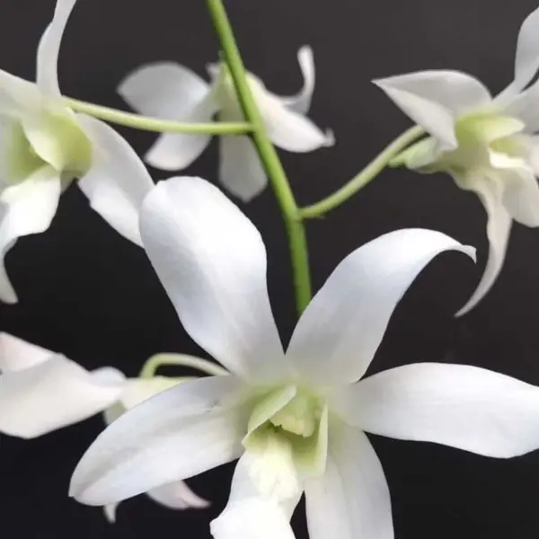 Dendrobium (DM-055)