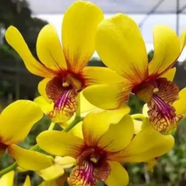 Dendrobium (DM-056)