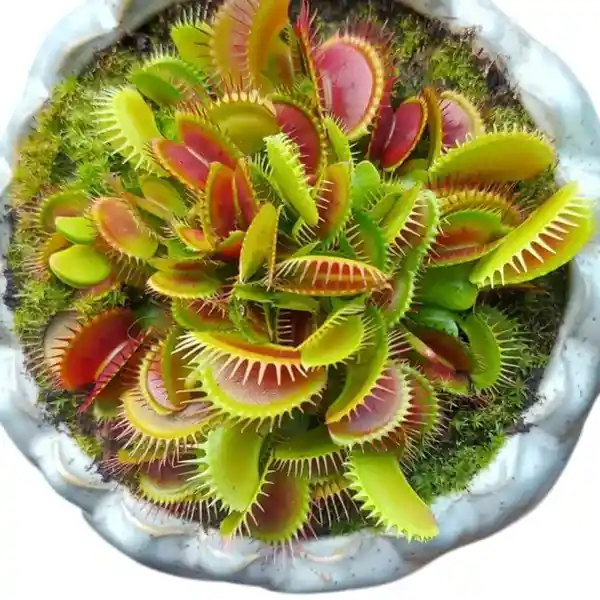 Venus Flytrap