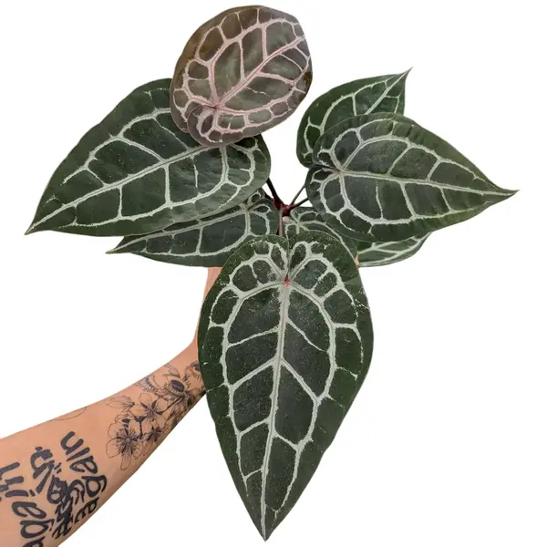 Anthurium 'Michelle' by Doc Block x Self Available With Tag care