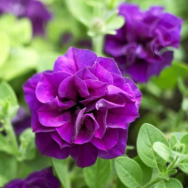 Nadan Petunia Plant - Double Petals