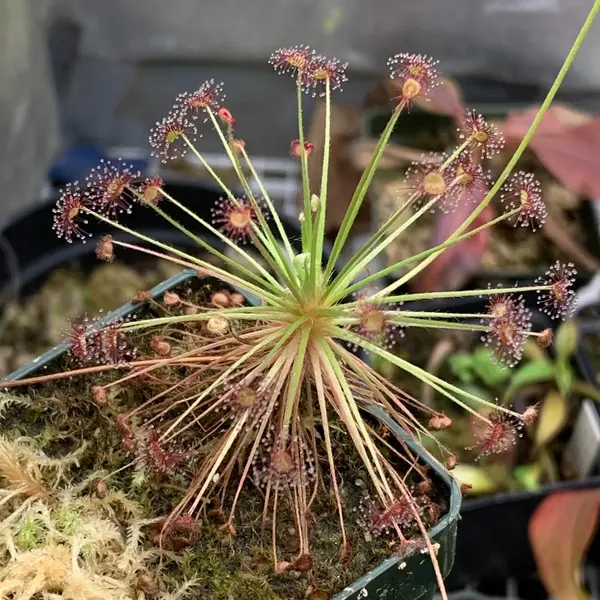 Drosera Paradoxa