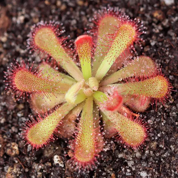 Drosera venusta