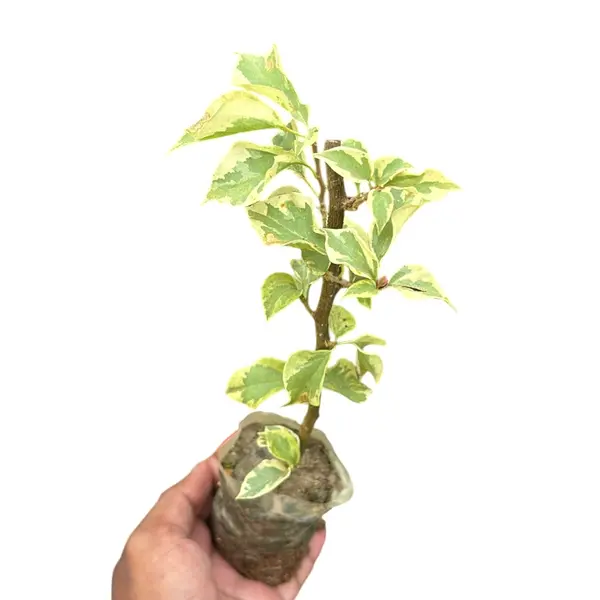 Bougainvillea Dr Rao Red