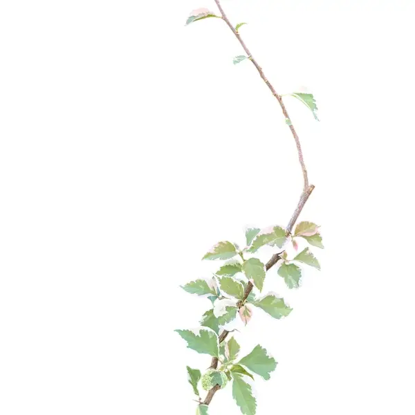 Bougainvillea Dr Rao Orange