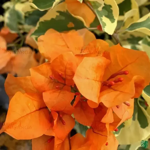 Bougainvillea Dr Rao Orange