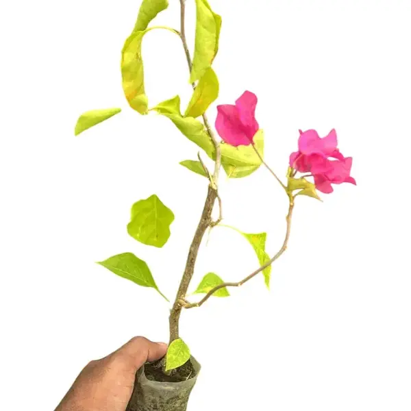 Bougainvillea Jakirana Red - Image 3