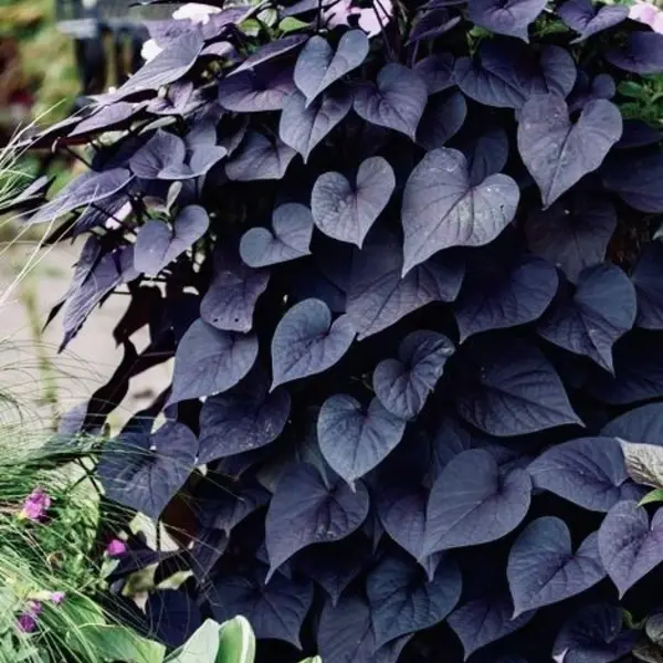 Purple Sweet Potato Vine