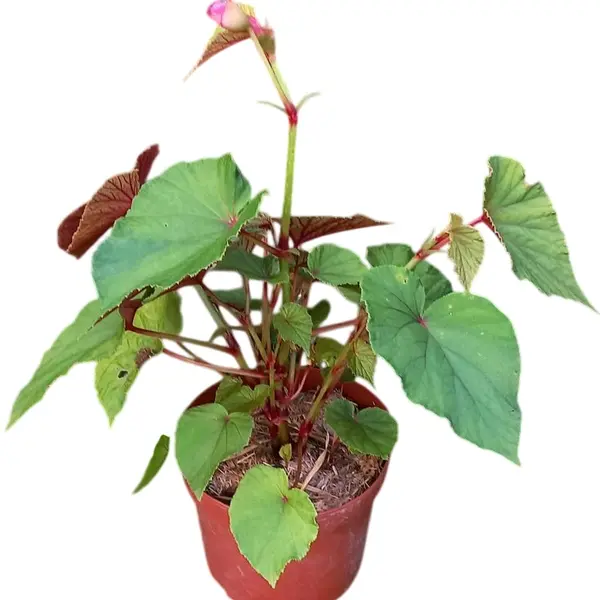 Begonia x 'Torsa'