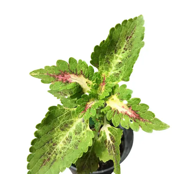 Coleus plant-C 05