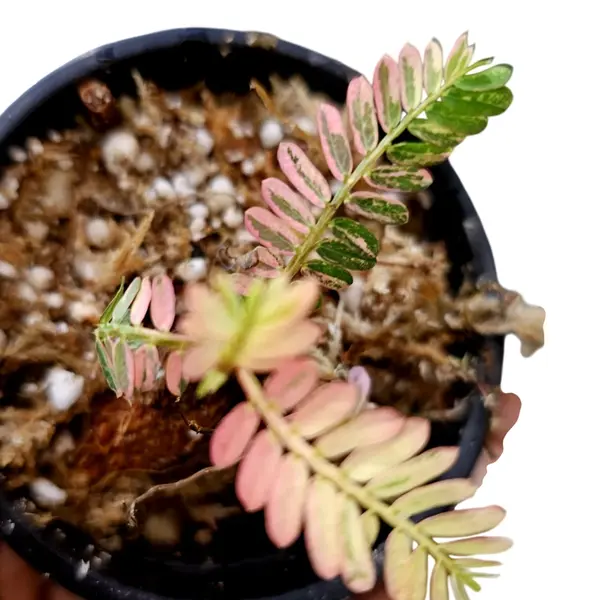 Phyllanthus Urinaria Pink Variegated