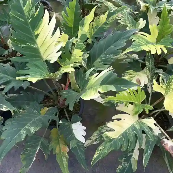 Philodendron Pinnatifidum variegated