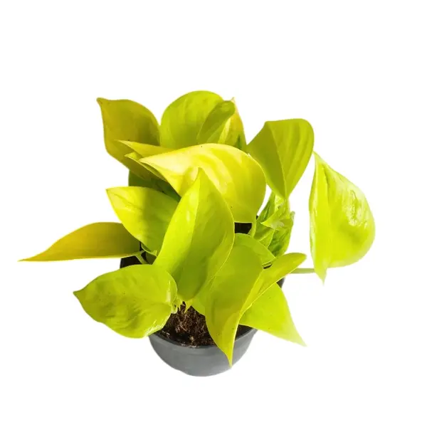 Cobra Pothos