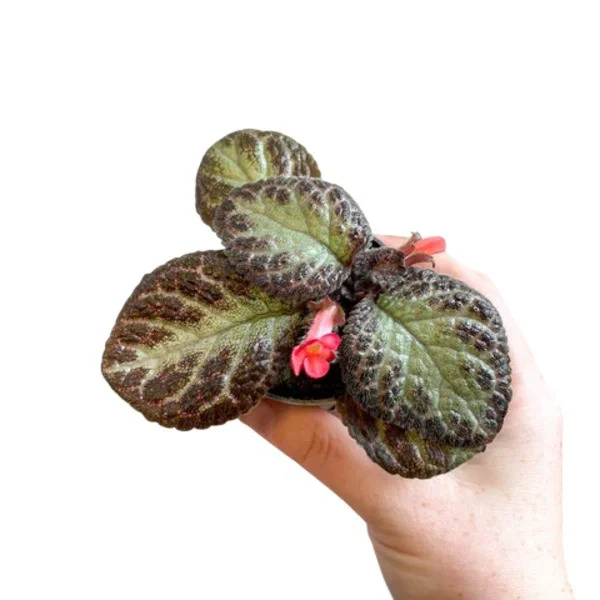 Episcia cupreata Silver Queen