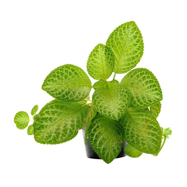 Episcia 'Thad's Yellow Bird' - Yellow Flower