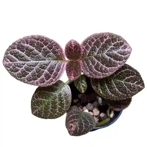 Episcia Pink Vein