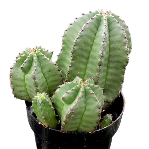 Euphorbia anoplia Cactus