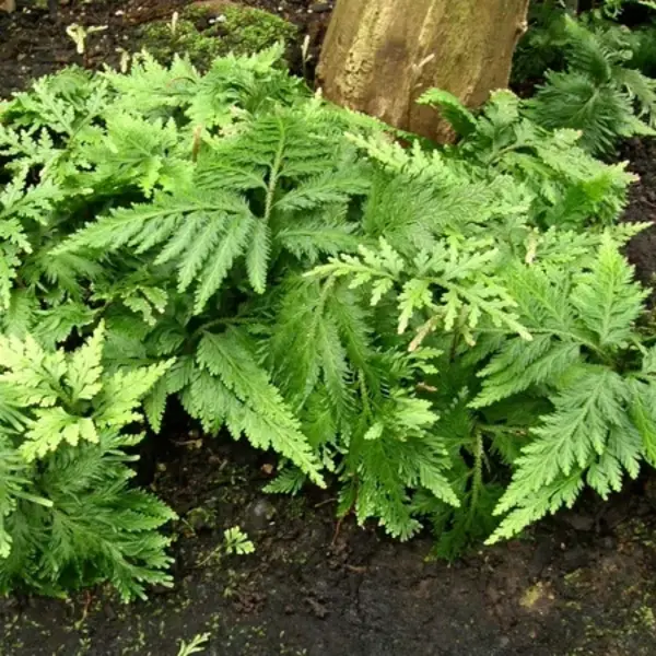 Selaginella umbrosa