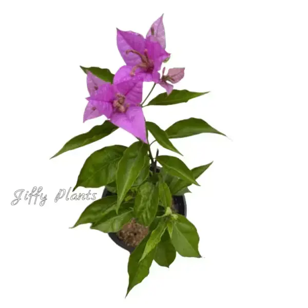 Bougainvillea Thai Purple Beauty