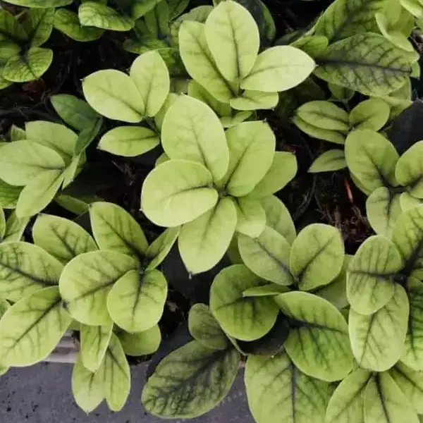 Black ZZ Aurea Plant