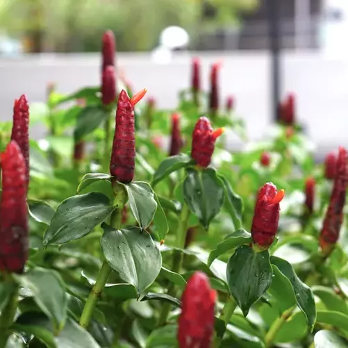 Red Button Ginger, Costus plant