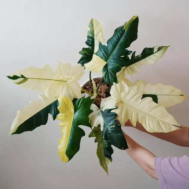 Philodendron Golden Dragon Variegated