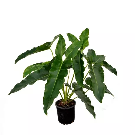 philodendron stenolobum