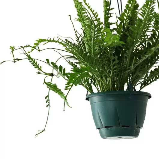 Asplenium cv. Kenzoi