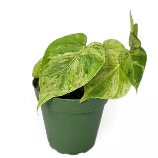 Philodendron Hederaceum Variegated