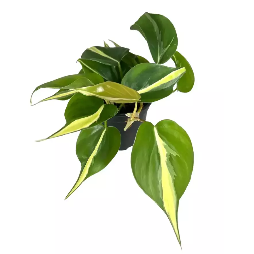 Philodendron Silver Stripe