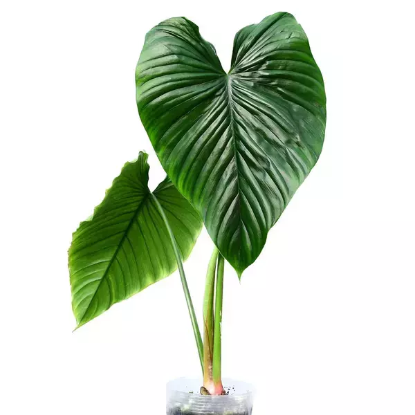 Philodendron Rubrocinctum