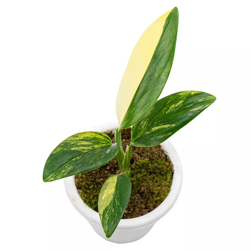 Monstera Standleyana Aurea Variegated