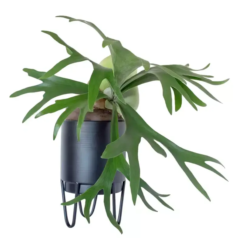 Staghorn Fern