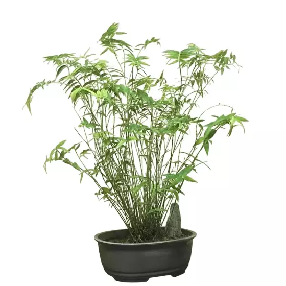 Miniature dwarf bamboo plant