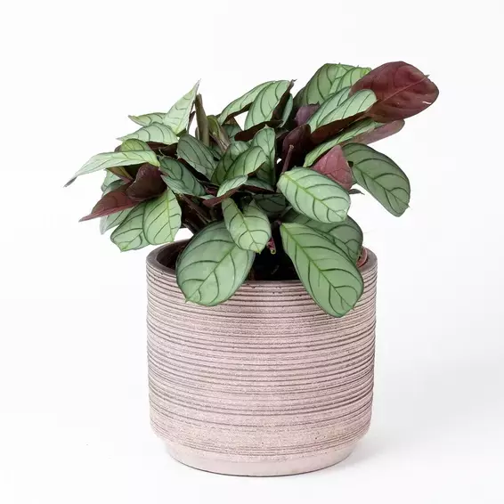 Ctenanthe burle marxii Amagris – Never Never Plant