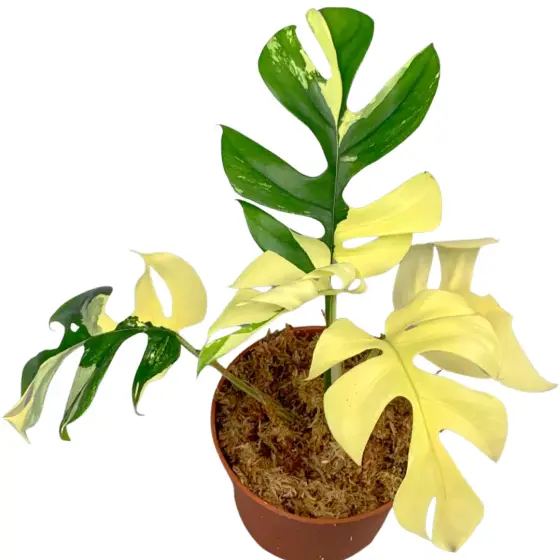 mini monstera variegated