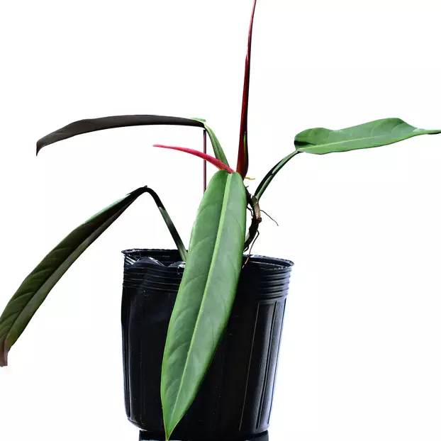 Philodendron bicolor