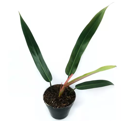 Philodendron bicolor